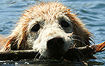 Golden Retriever Rescue of El Paso